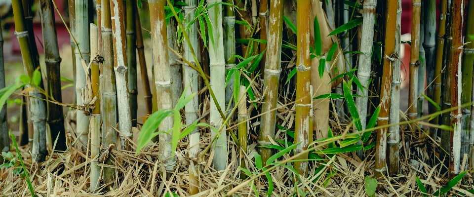 Tree nature forest grass Photo