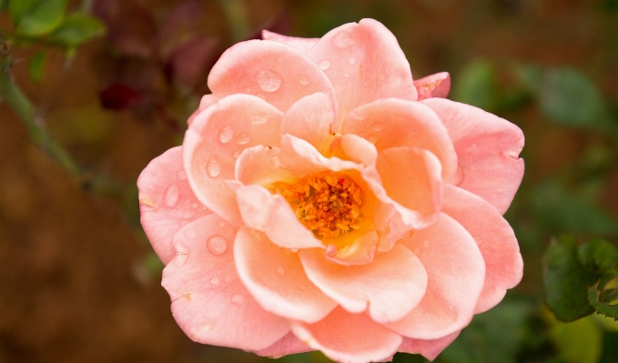 Blossom plant flower petal Photo