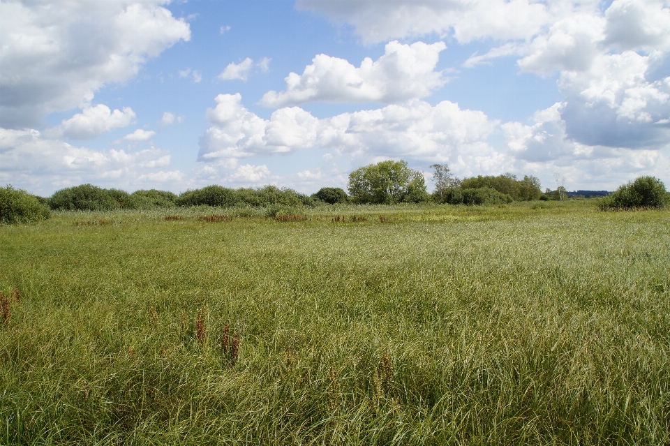 Landscape nature grass marsh