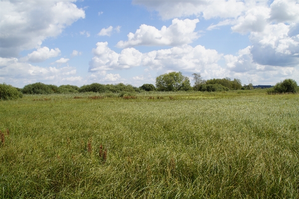 Landscape nature grass marsh Photo