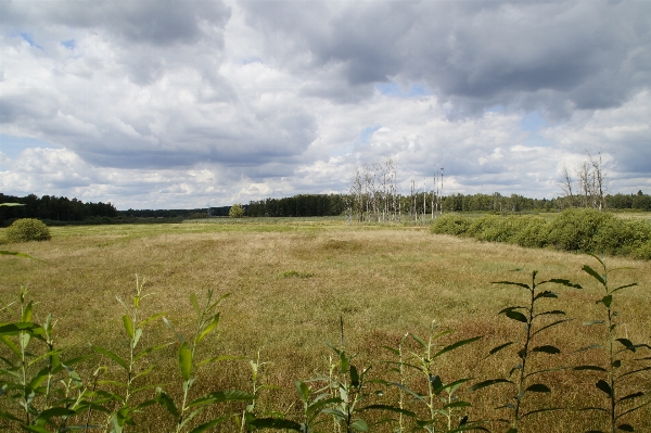 Landscape nature grass marsh Photo