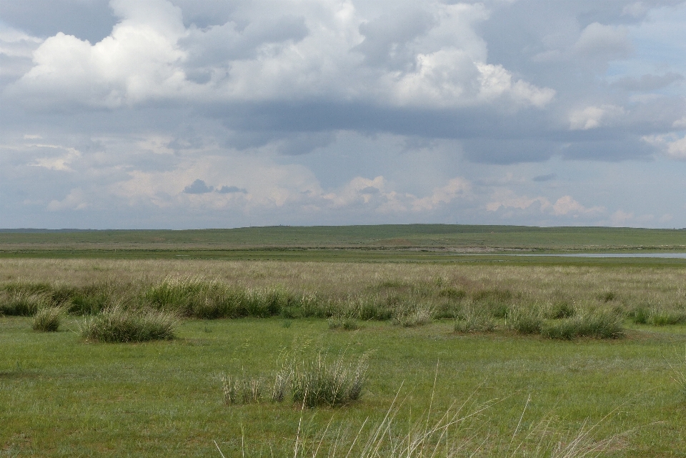 Paysage herbe horizon le marais
