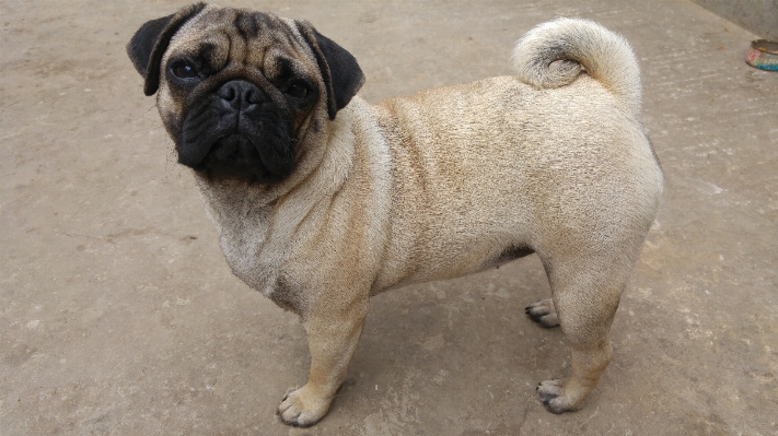 Foto Anjing mamalia pesek hewan peliharaan