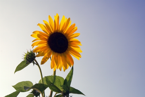 Foto Natureza plantar campo flor