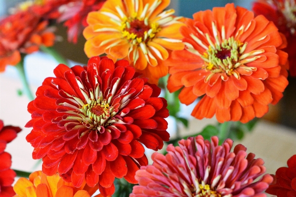 自然 植物 花 花弁 写真