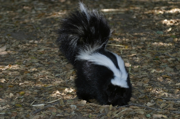 Foto A piedi bianco animale carino