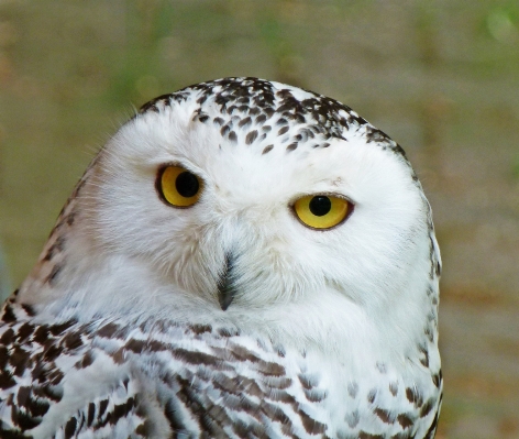 自然 鳥 羽 見ている 写真