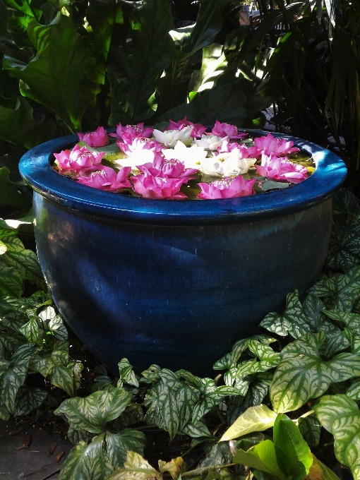 水 自然 アウトドア 植物