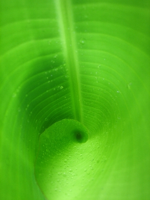 Water grass drop dew Photo