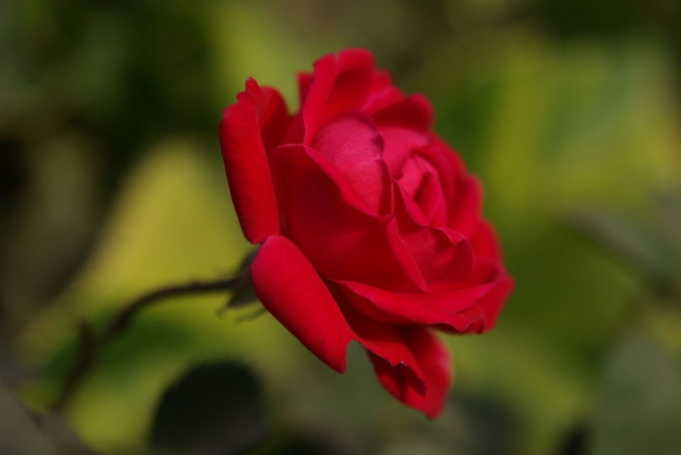 Natur blüte anlage stengel