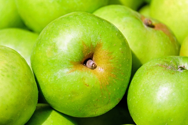 Apple anlage frucht essen Foto