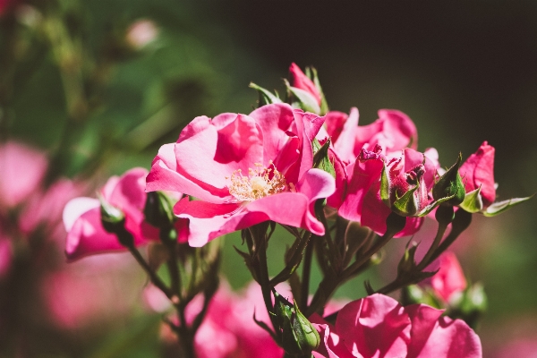 Nature blossom plant flower Photo