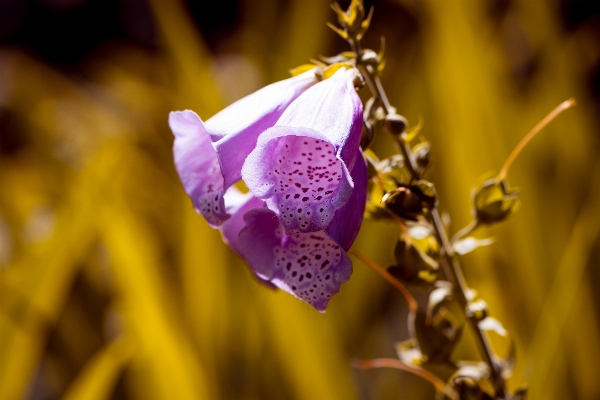 Nature blossom plant photography Photo