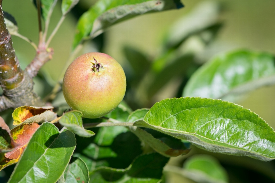 Apple pohon alam cabang