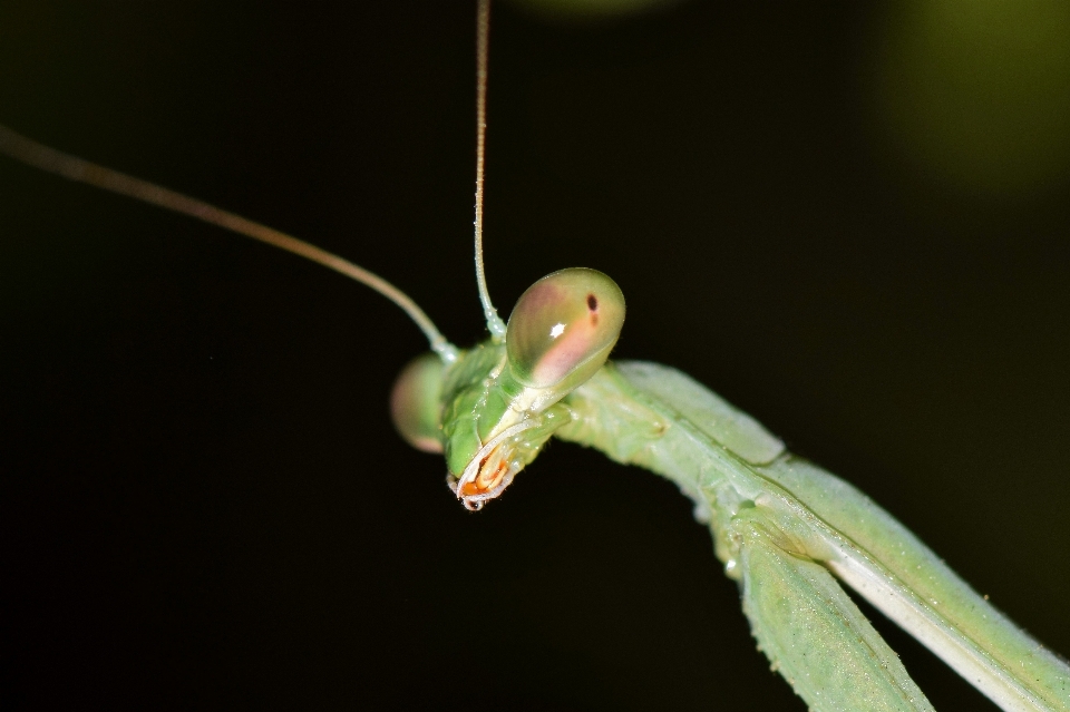 Natura skrzydło noc fotografia