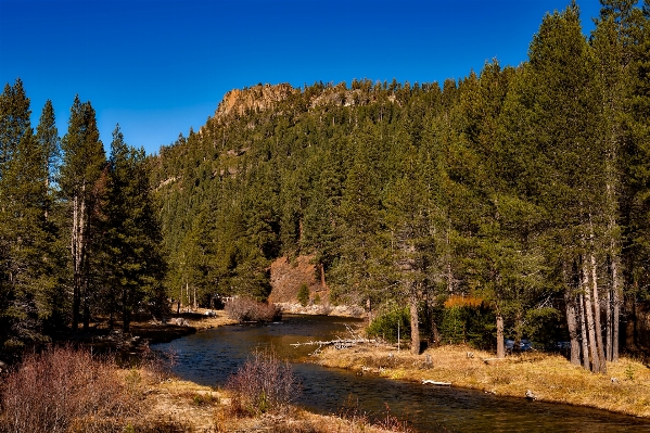 Landscape tree water nature Photo