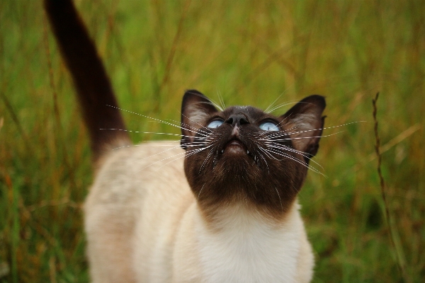 Foto Grama gato mamífero fauna