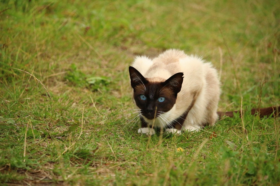 草 小猫 猫 哺乳动物