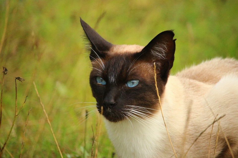 Grama gato mamífero fauna