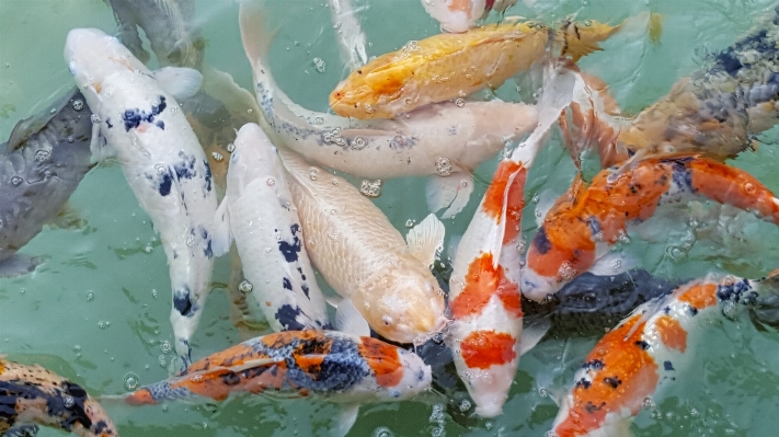 自然 魚 鯉
 鯉 写真