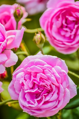 Nature blossom bokeh plant Photo