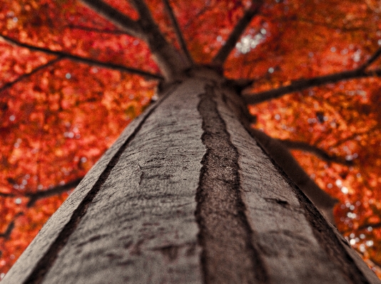 Tree nature forest branch Photo