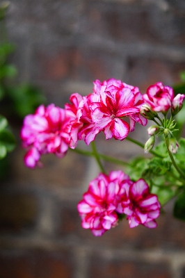 Nature branch blossom plant Photo