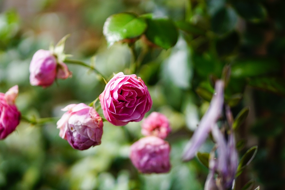 Natur zweig blüte anlage