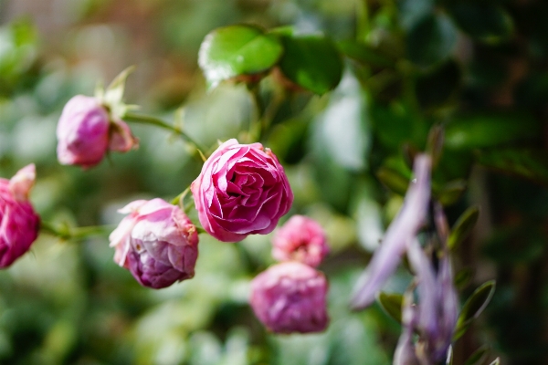 Nature branch blossom plant Photo