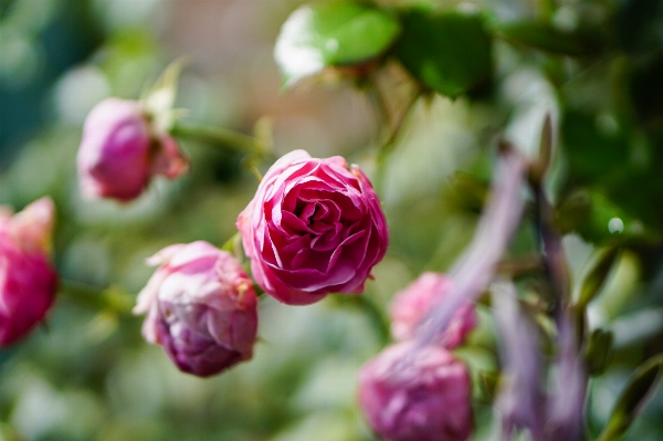 Nature branch blossom plant Photo