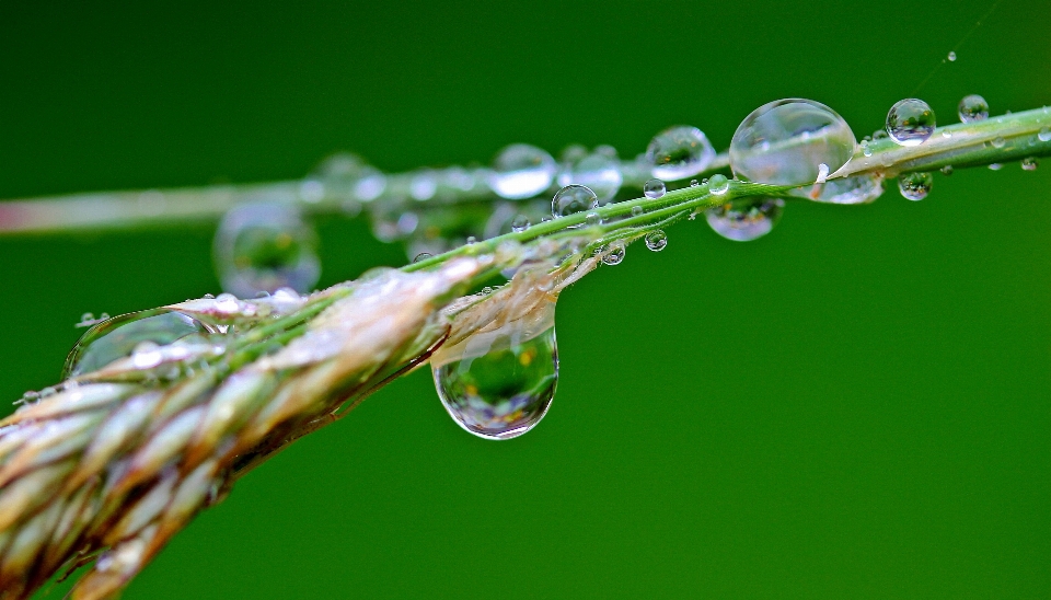 Water nature grass branch