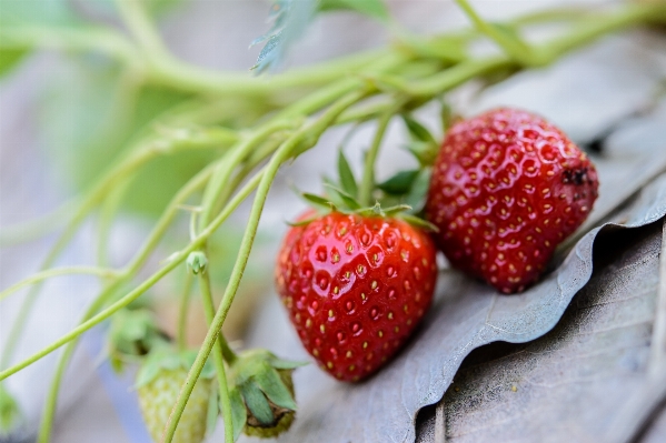 Table nature plant raspberry Photo