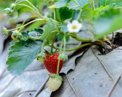 Table nature plant fruit Photo