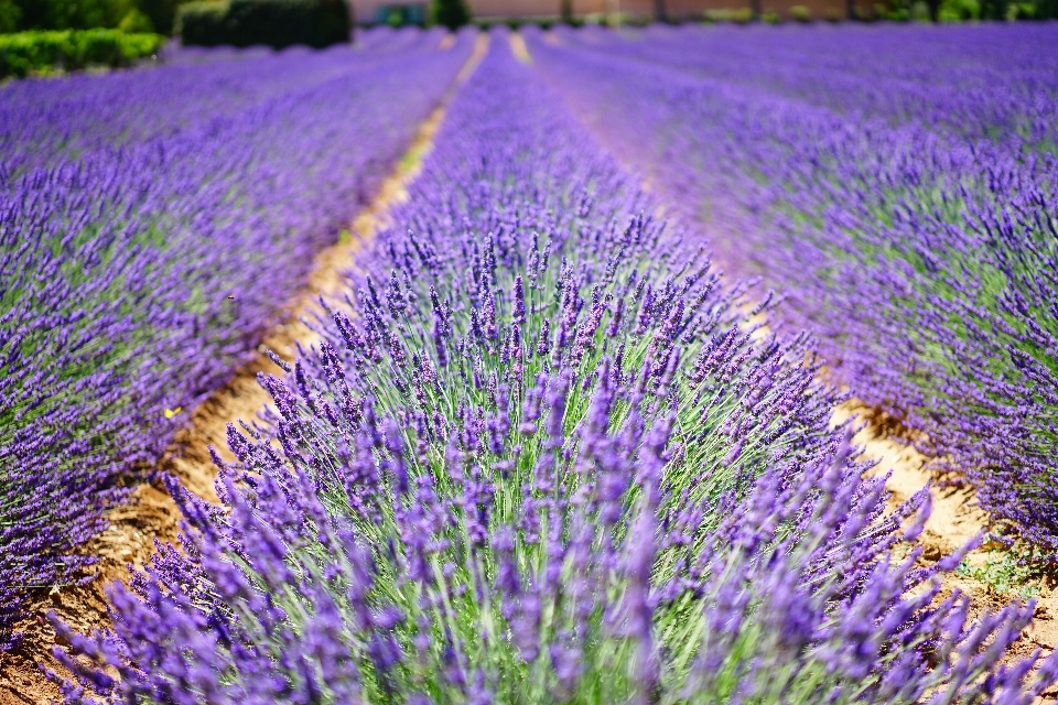 Natur anlage feld wiese
