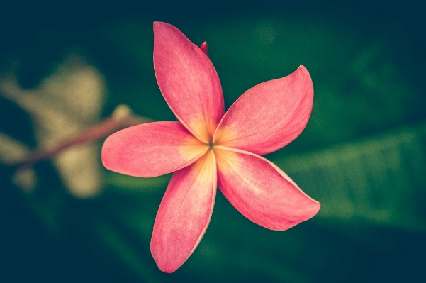 Nature blossom abstract plant Photo