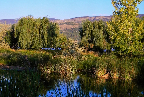 Landscape tree water nature Photo