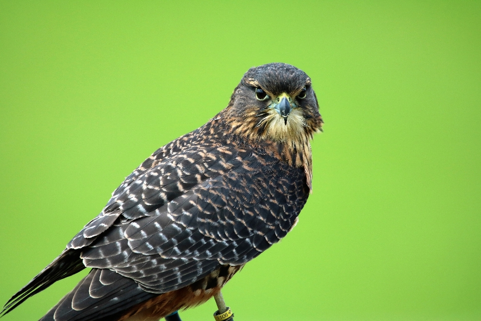 Natura uccello ala animali selvatici