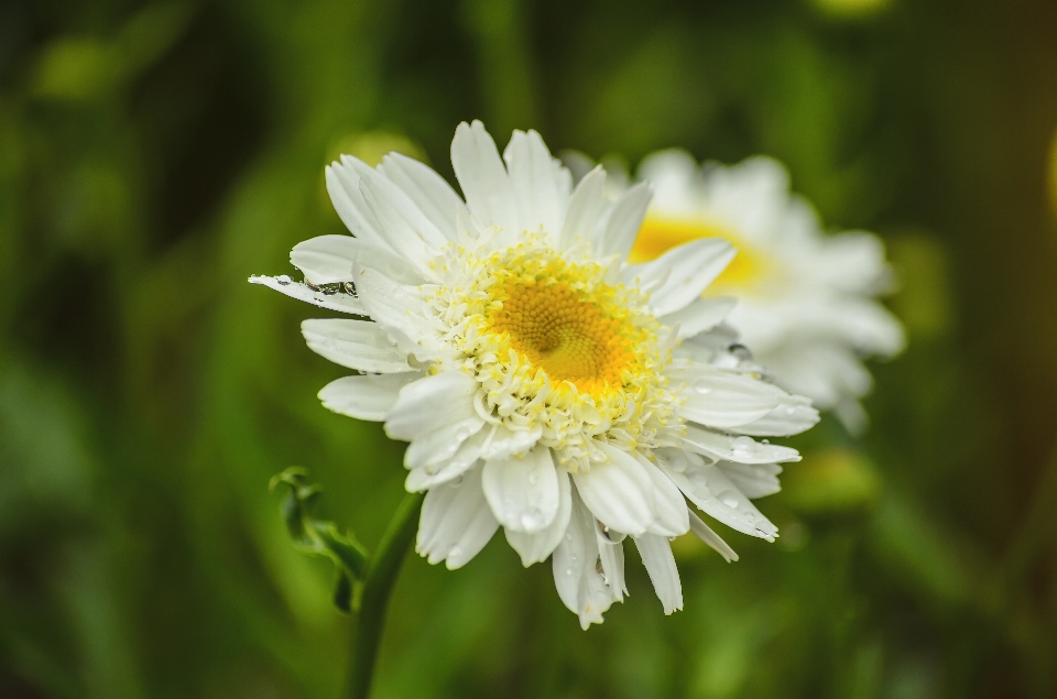 自然 花 植物 日光