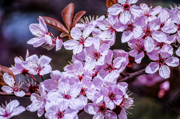 Branch blossom light plant Photo