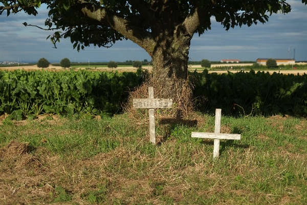 Baum natur anlage feld Foto