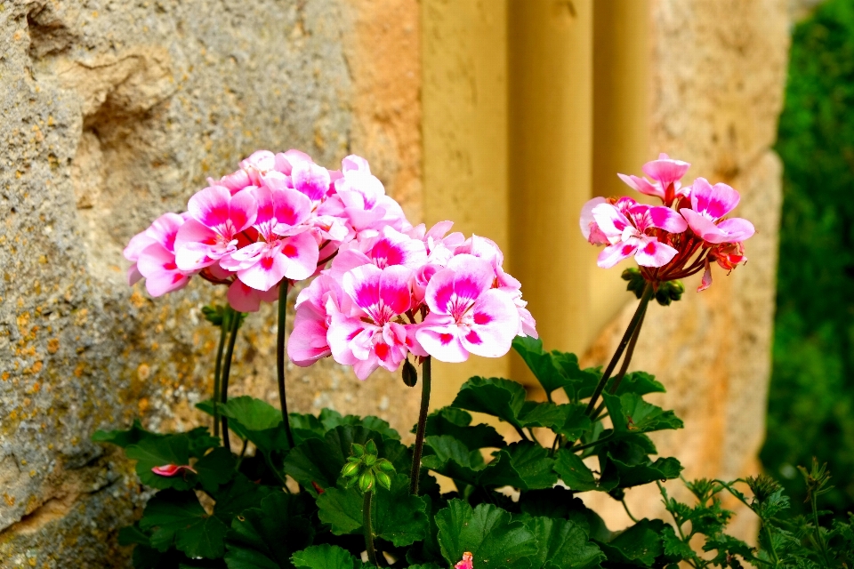 Natur blüte anlage sonne