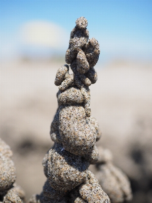 Beach sea tree nature Photo