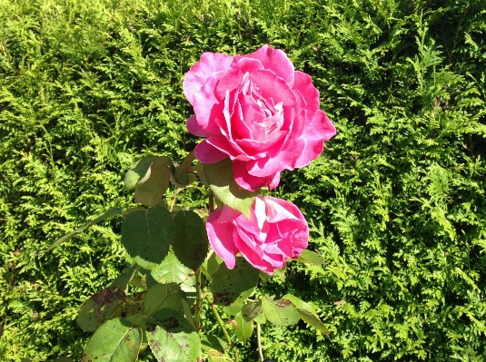 Plant flower petal rose Photo