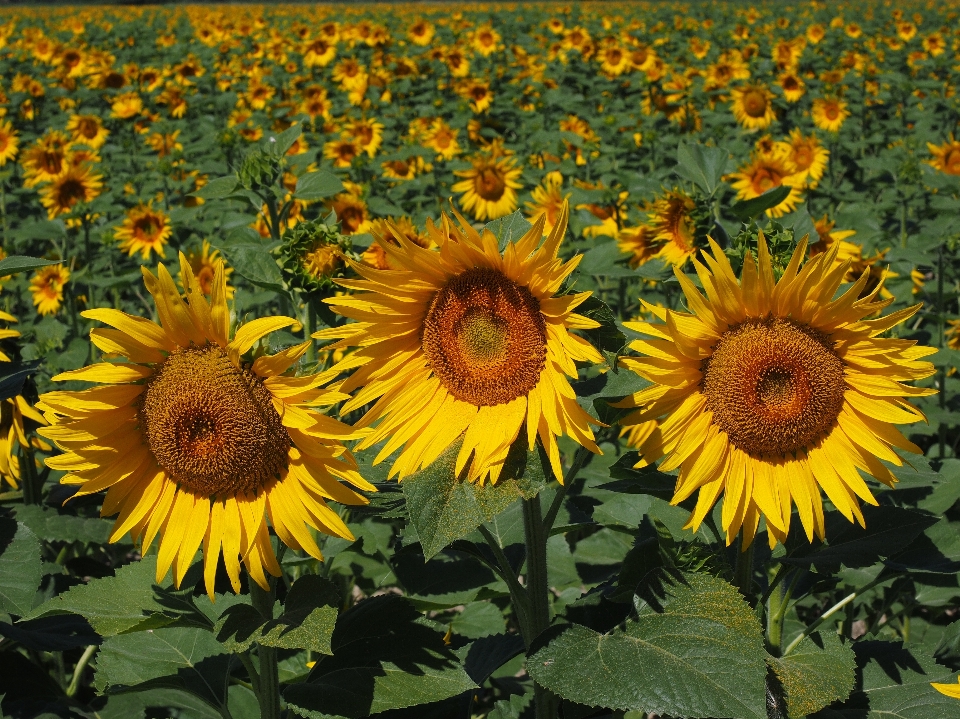 Natura kwitnąć zakład pole