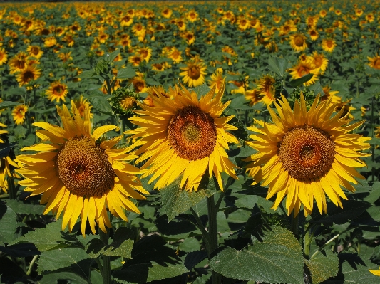 Natur blüte anlage feld Foto