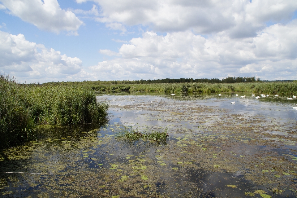 Landscape water nature marsh