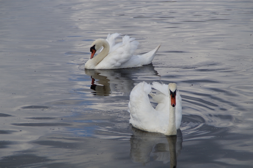 Water nature bird wing