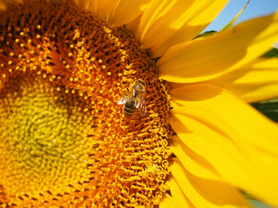 Natureza florescer plantar campo