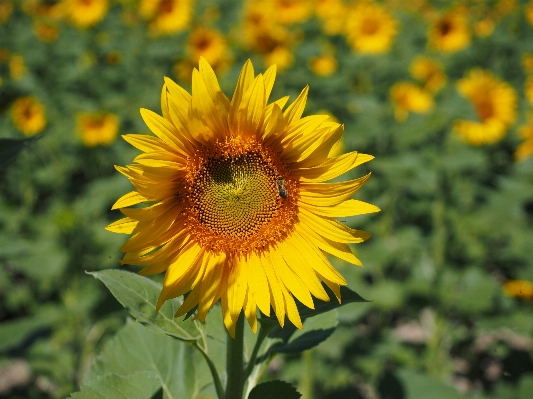 Nature blossom plant field Photo