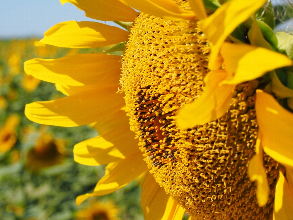 Natur blüte anlage feld